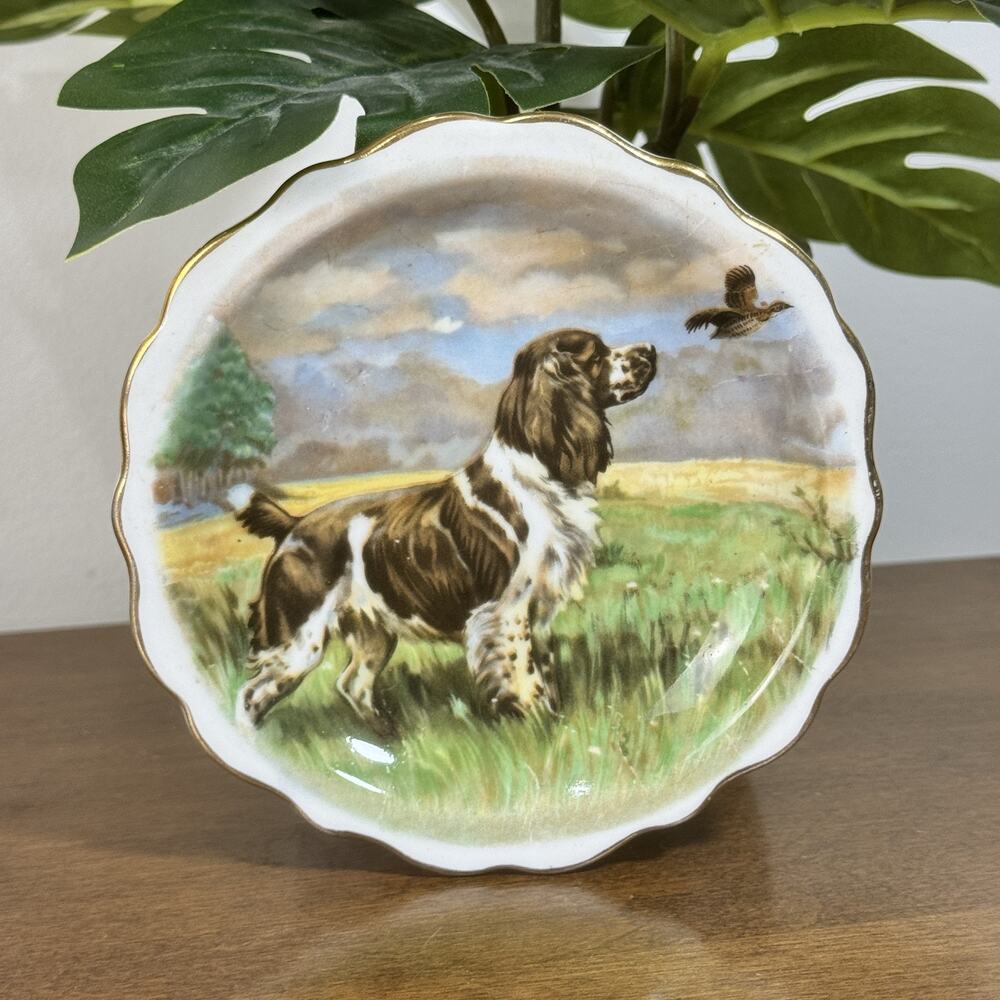Royal Standard Fine Bone China Plate Springer Spaniel Dog Hunting Game Bird Gold